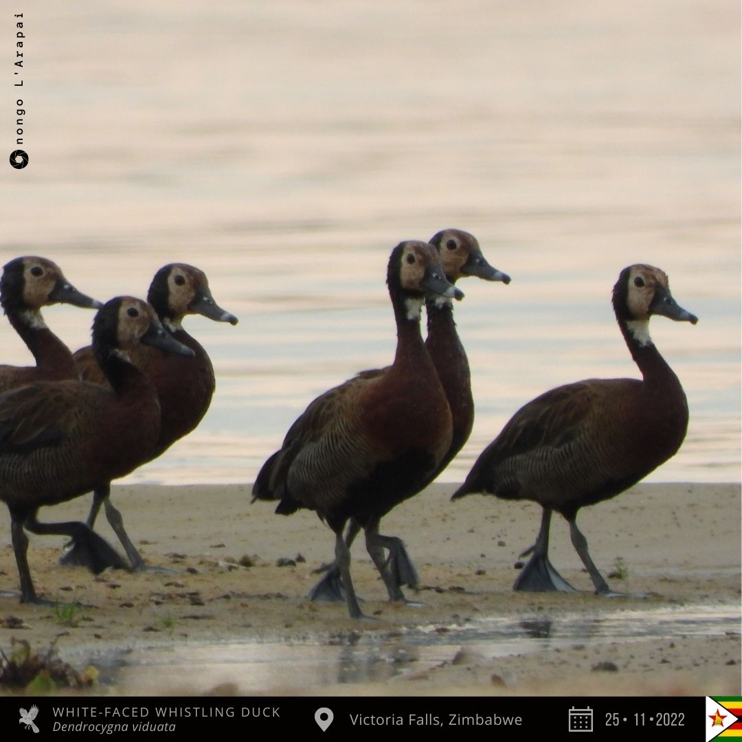 onongo_jonathan's tweet photo. White-faced Whistling Duck from Victoria Falls, Zimbabwe!
#BirdsSeenIn2022 #BirdsofZimbabwe #birding #TwitterNaturePhotography #nature #birds #birdphotography #birdwatching #NaturePhotography #MyBirdPic #BirdsOfTwitter #photo #ThePhotoHour #photooftheday #PAOC15 https://t.co/LyTzkezqTT