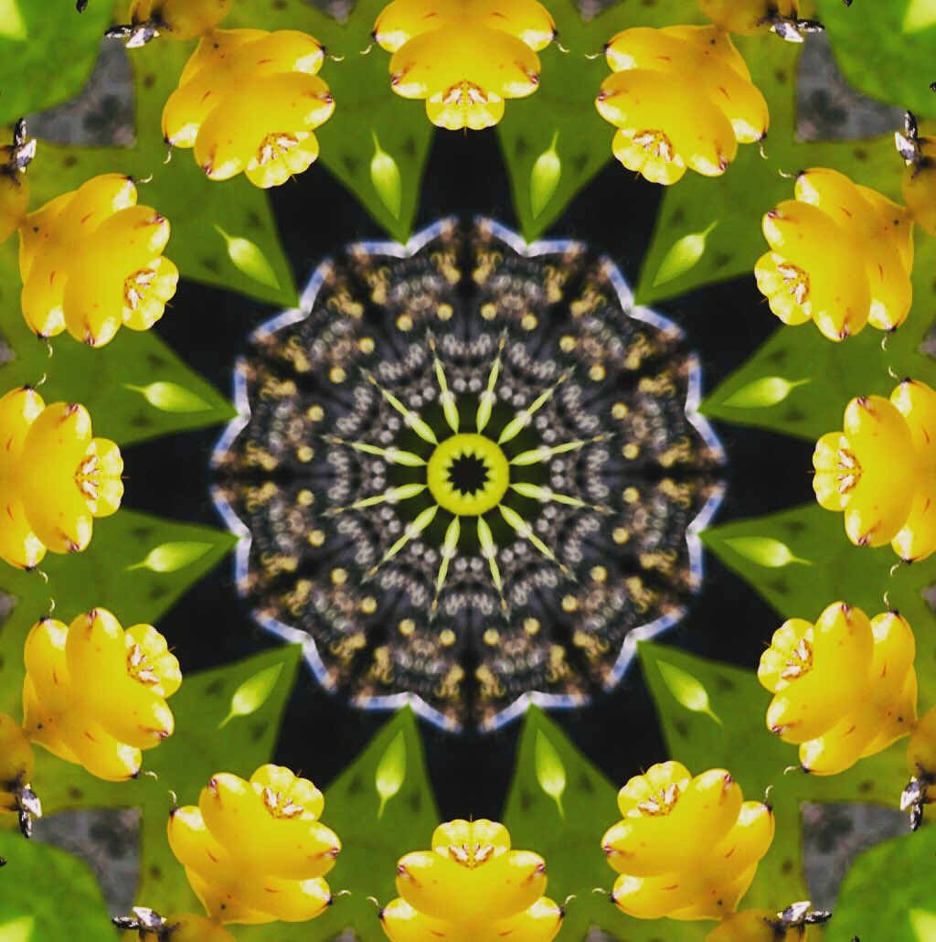 SamArpa24985706's tweet photo. Aechmea Capixabae Mandala #art #digitalart #mandala #aechmea https://t.co/cA5yoVoazX