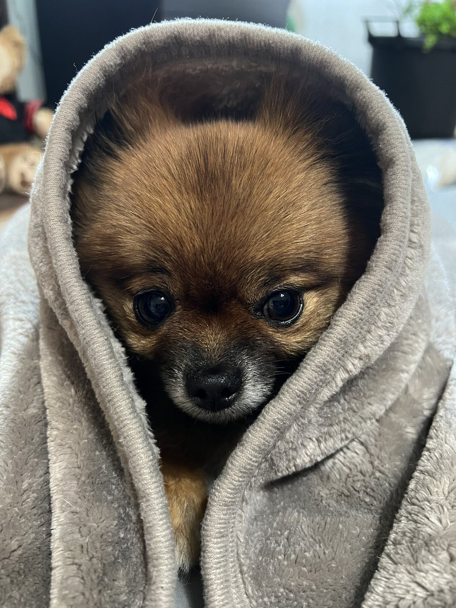 BBell_1029's tweet photo. 寒くなってきたね🐶
#pomeranian #ポメラニアン #family https://t.co/SJVgr85he7