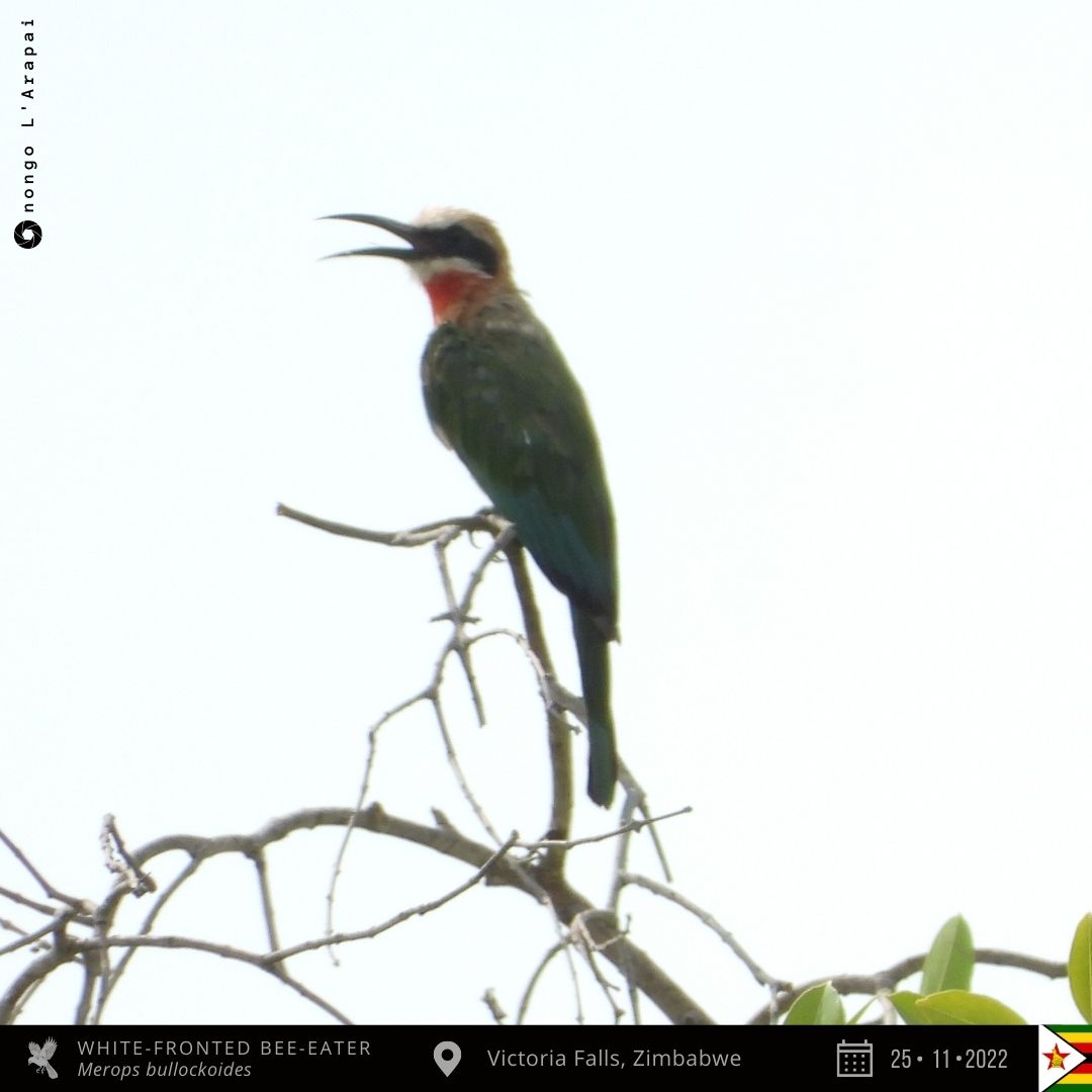 onongo_jonathan's tweet photo. White-fronted Bee-eater from Victoria Falls, Zimbabwe!
#BirdsSeenIn2022 #BirdsofZimbabwe #birding #TwitterNaturePhotography #nature #birds #birdphotography #birdwatching #NaturePhotography #MyBirdPic #BirdsOfTwitter #photo #ThePhotoHour #photooftheday #PAOC15 https://t.co/L1RQax24E1