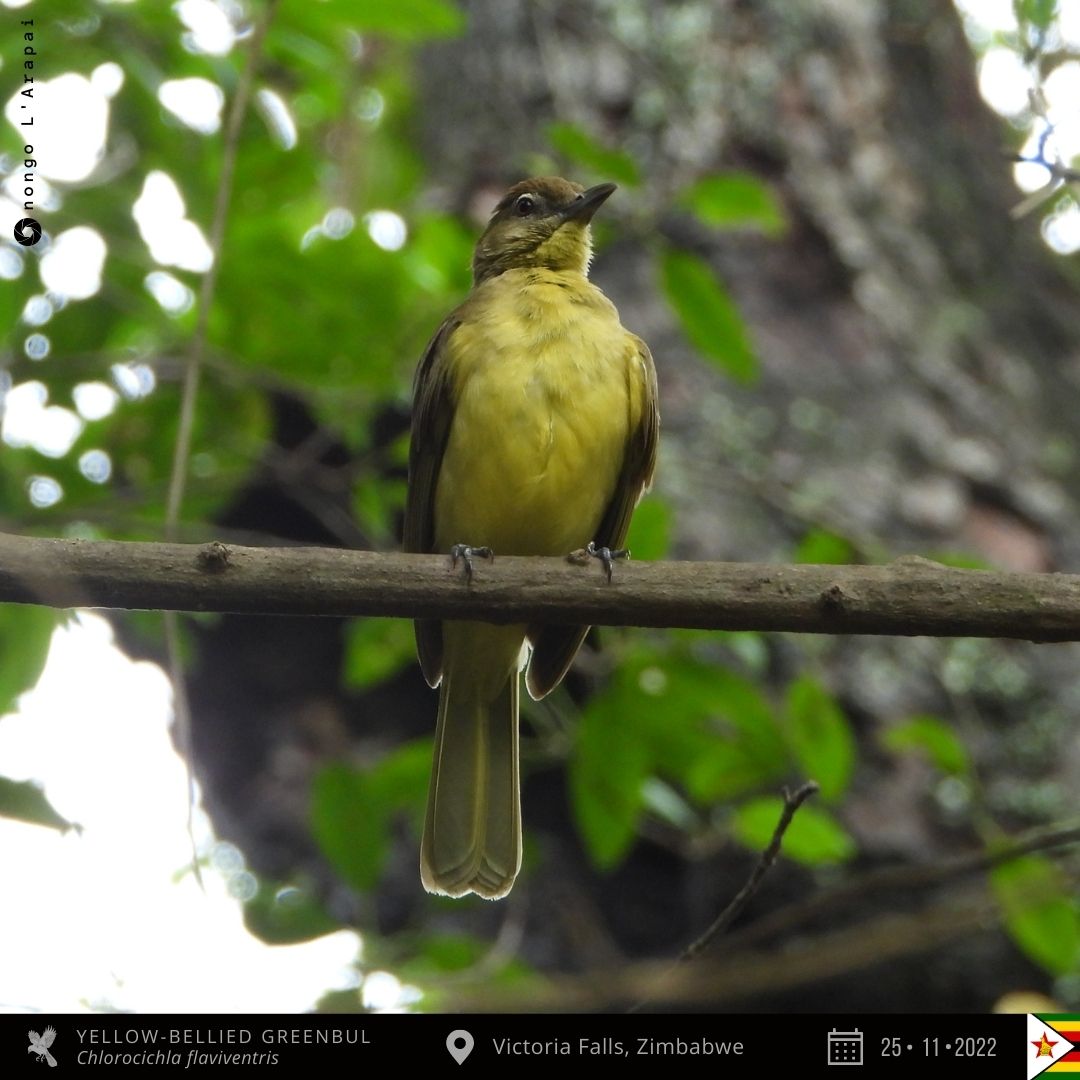 onongo_jonathan's tweet photo. Yellow-bellied Greenbul from Victoria Falls, Zimbabwe!
#BirdsSeenIn2022 #BirdsofZimbabwe #birding #TwitterNaturePhotography #nature #birds #birdphotography #birdwatching #NaturePhotography #MyBirdPic #BirdsOfTwitter #photo #ThePhotoHour #photooftheday #PAOC15 https://t.co/LVcbFqeJU5