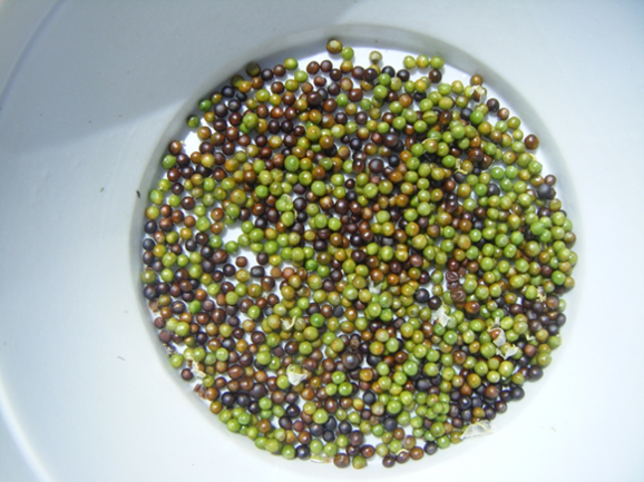 NSW Agronomy tweet media