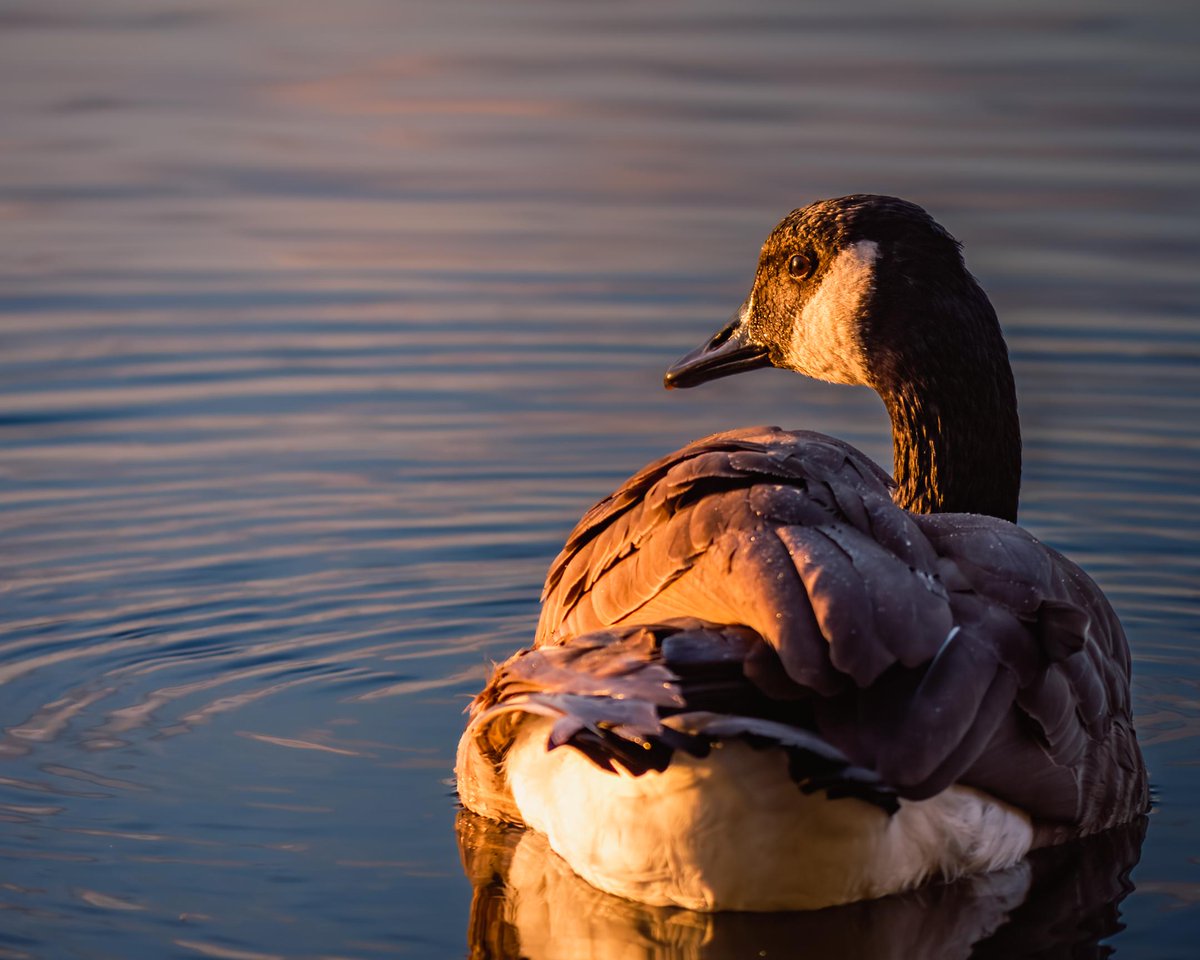slashBirding's tweet photo. Early morning light can even make Canadian Geese look photogenic
https://t.co/8g1kAZ208l
#birding https://t.co/RqjvdGZLDr