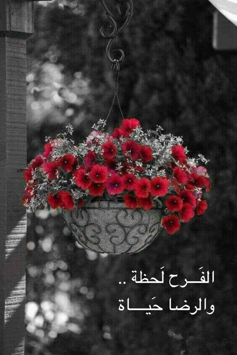 bandore2's tweet photo. الفرح لحظة، والرضى حياة… https://t.co/7xmlqTUNUP