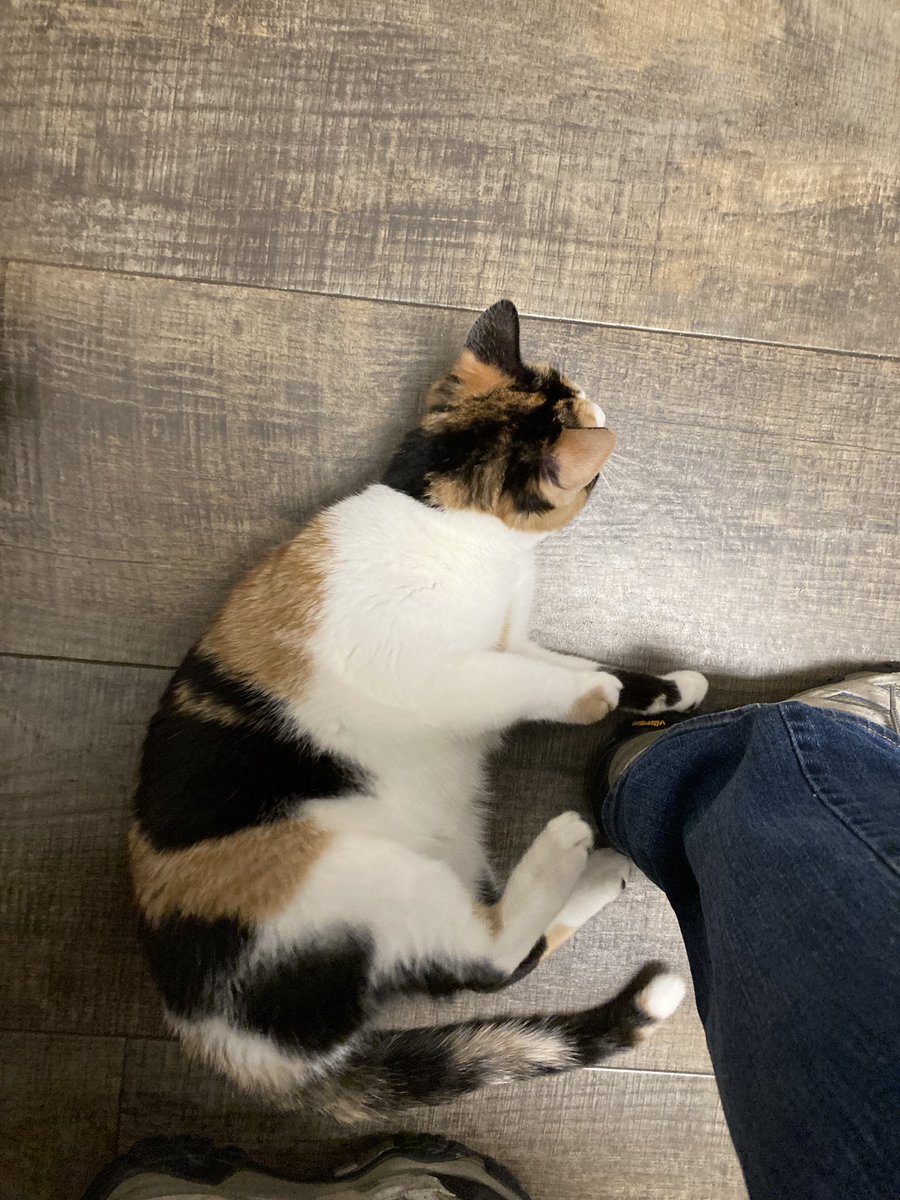 ClowderComics's tweet image. At the vet to see if we can help Ciri clear the constant congestion she has been dealing with for the last 2 months. She of course is acting like she owns the place.