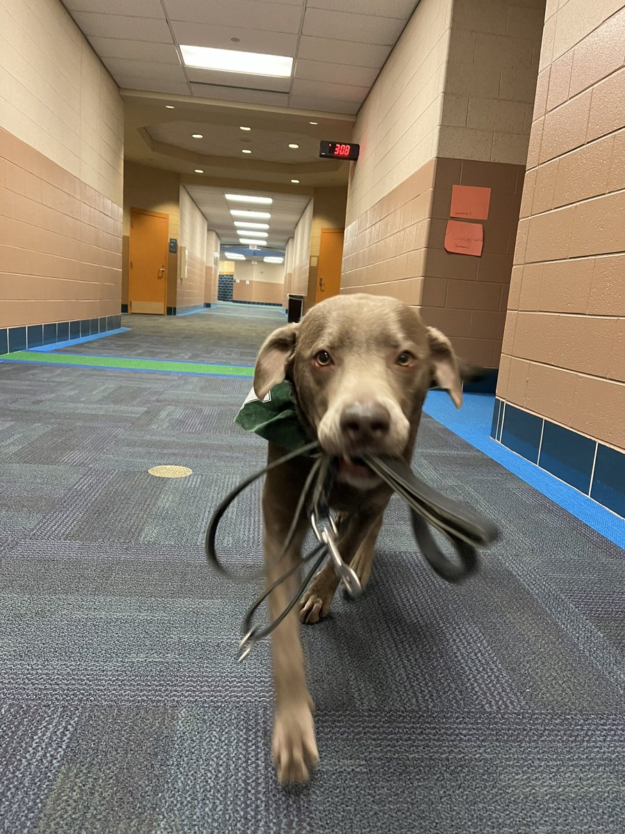 Just a pup and his leash🚶💚