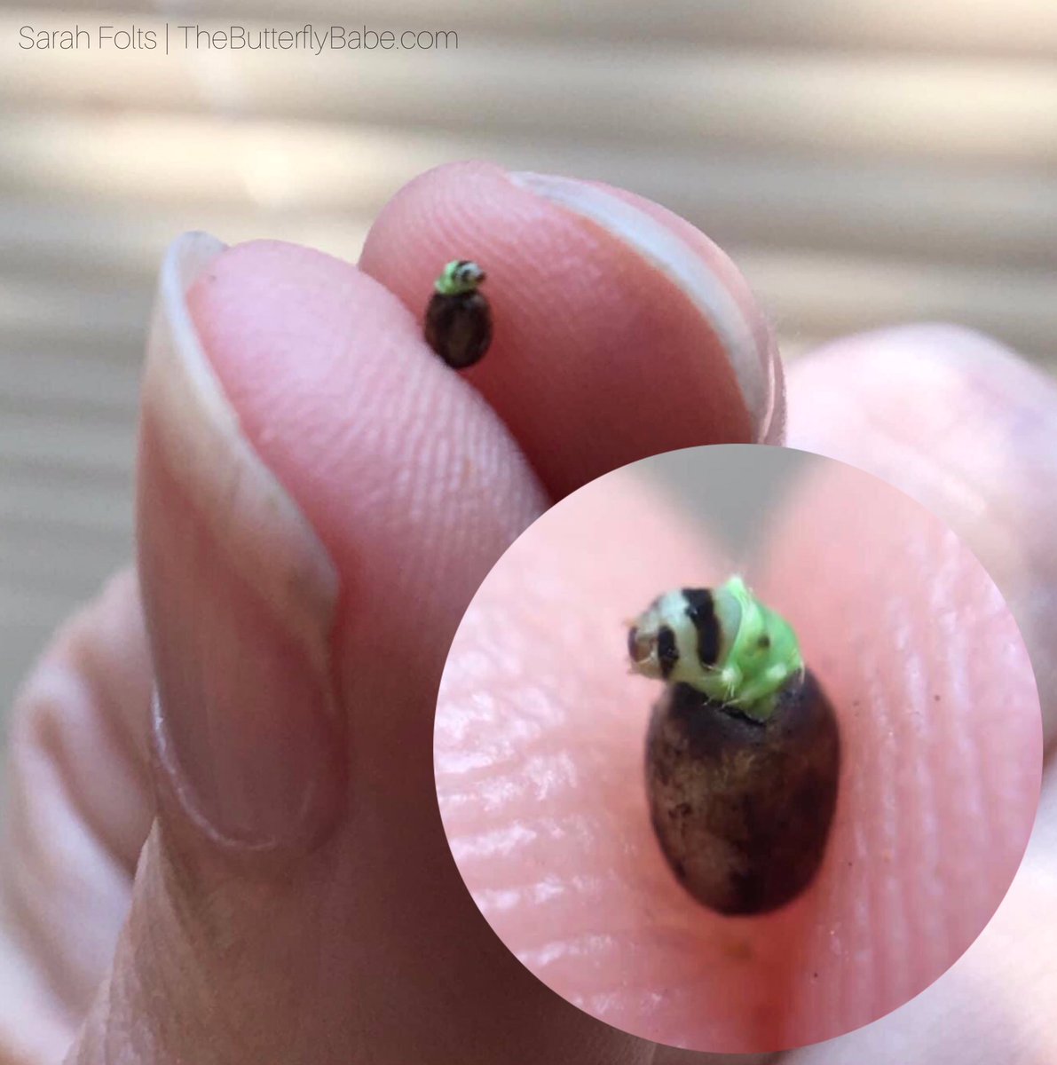 ButterflyBabeco's tweet photo. Luna moth caterpillar emerging from its egg #entomology #lunamoth https://t.co/FLJIpzHWZG