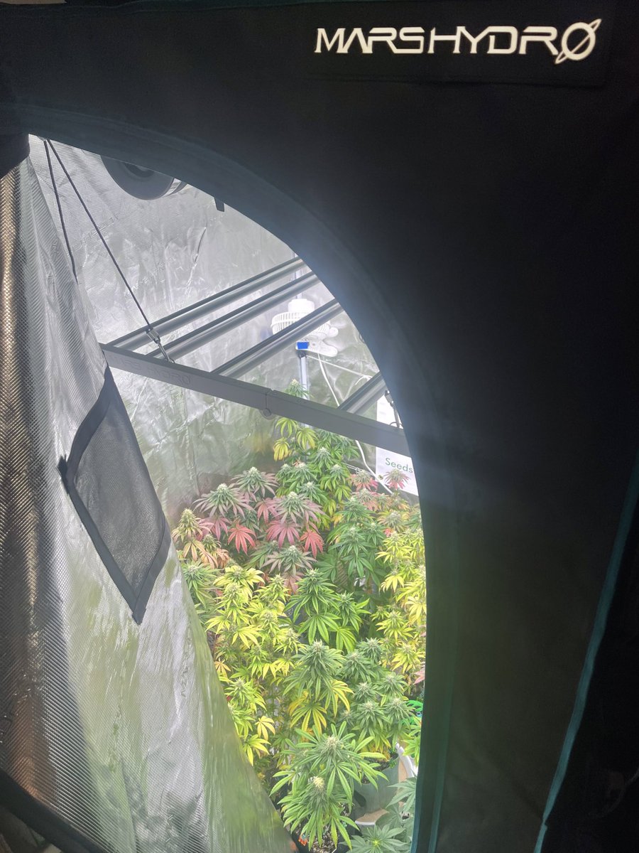 HerbToking's tweet photo. #BulletproofGenetics Blueberry Ice Pop @ Day 42🌺
Grown in my #Sponsored 4x4 #MarsHydroGrowTent equipped w/ #FC4800 LED & #MarsHydroInlineFan
@Henry117_ @MarsHydroLight
#MarsHydroCyberMonday
💡🪴☀️⛺️💚
LOOK AT HER FADE THO🤯😱😍🤩🍁
To think this was just a freebie too!
HOLY! https://t.co/afO5H0SCmX