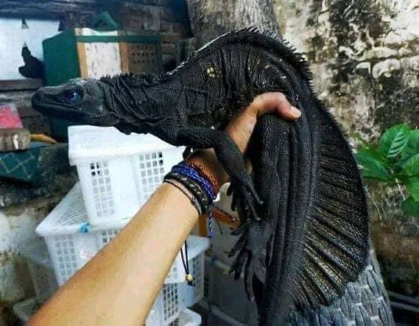 chocolatey4's tweet photo. #Hydrosaurus , also known as the Sailfin Dragon, is found in the rainforests of the Philippines. https://t.co/YTJ08BzSTP