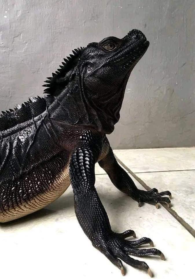 chocolatey4's tweet photo. #Hydrosaurus , also known as the Sailfin Dragon, is found in the rainforests of the Philippines. https://t.co/YTJ08BzSTP