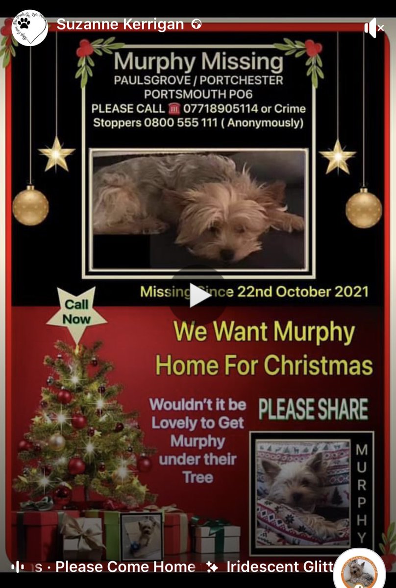Any help from anyone who can give a tweet /RT 🙏 Christmas is coming , we want him home #findmurphy @suzanne30651370 @MissingPetsGB @RecoveryDog @rosiedoc666 @TinaTowers3