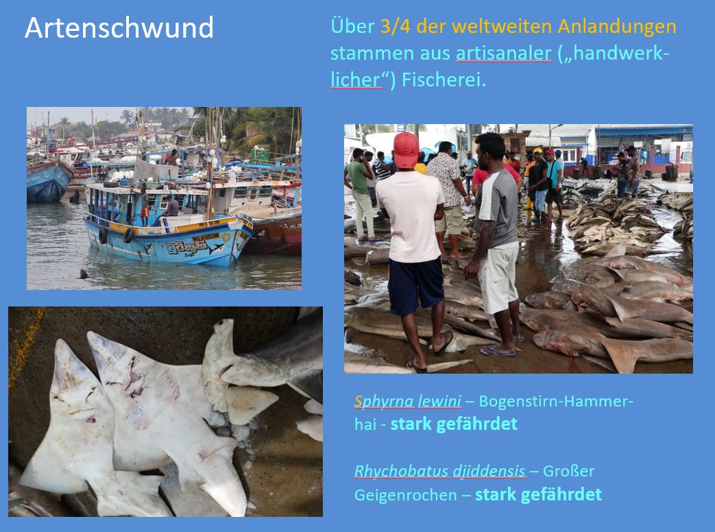 DrNiemitz's tweet photo. #Artenschutzkonferenz in #Panama. Fast 100 #Hai- und #Rochen-Arten sind jetzt nach internation. Gesetz geschützt. Aber wer fragt auf solchen Märkten nach den "zwingend erforderlichen" Bescheinigungen???????
#CITESCoP19 #Artenschutz #biodiversity #Biodiversität #Artenvielfalt https://t.co/Lu1kamtw09