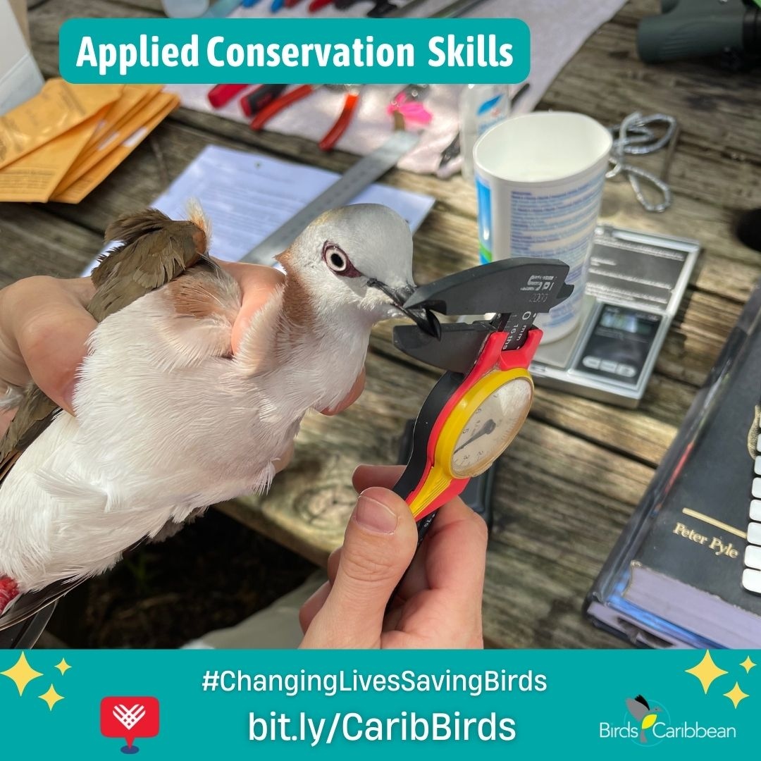 Birds Caribbean tweet media
