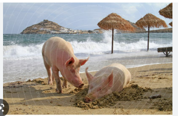 KnowldgeIs's tweet photo. es waere noch herlicher!
vlt sollte er eins drauf hauen damit der Humor nicht so trocken aussieht und Bademäntel mit "Sonne hungrige Schweinhäute am Strand im Sommer" ersetzen. Geil nicht wahr. https://t.co/0qCsJVNg08