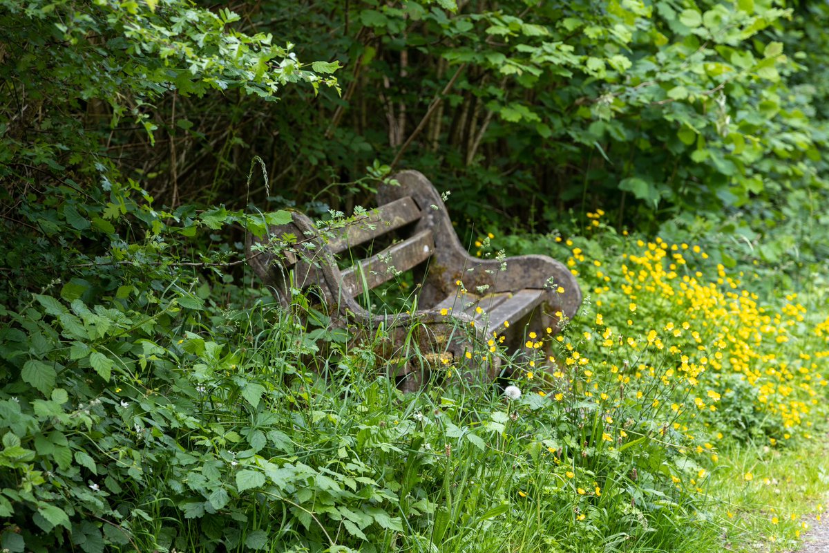 I like how in this photo the bench seat seems natural, like is apart of nature. If this was in Australia, no one is using that seat. #photography #streetphotography #nature #lancashire #benchseat ©️Kurtis De Paoli