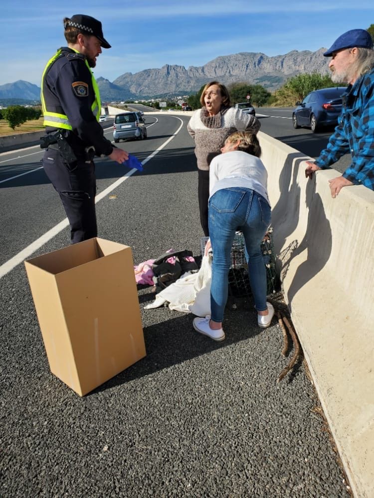 Yesterday a large black #cat had been it by a car and was left paralised on the motorway to Ondara. We learned that the poor cat had been lying there suffering for hours... Please, if you hit an animal contact the local police. Sorry we could not help you sooner big boy 🌈❤️🐈‍⬛RIP