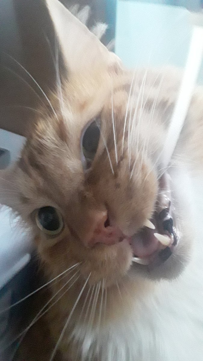 brewffee's tweet photo. look at this absolutely . Ratchet photo of my. cat . What the guck https://t.co/XbHM939KMu