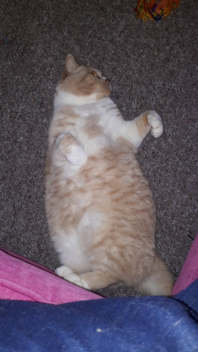 Jas the Cat tweet media