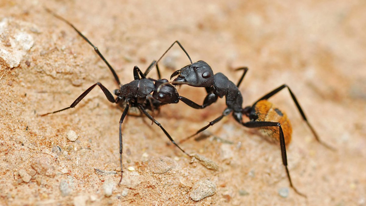 entsocsa's tweet photo. Have you heard the news? The 23rd ESSA Congress is happening in 2023! More details here: https://t.co/RBfBOU4VfH #ESSA23 #Entomology https://t.co/807c6vJ1k4