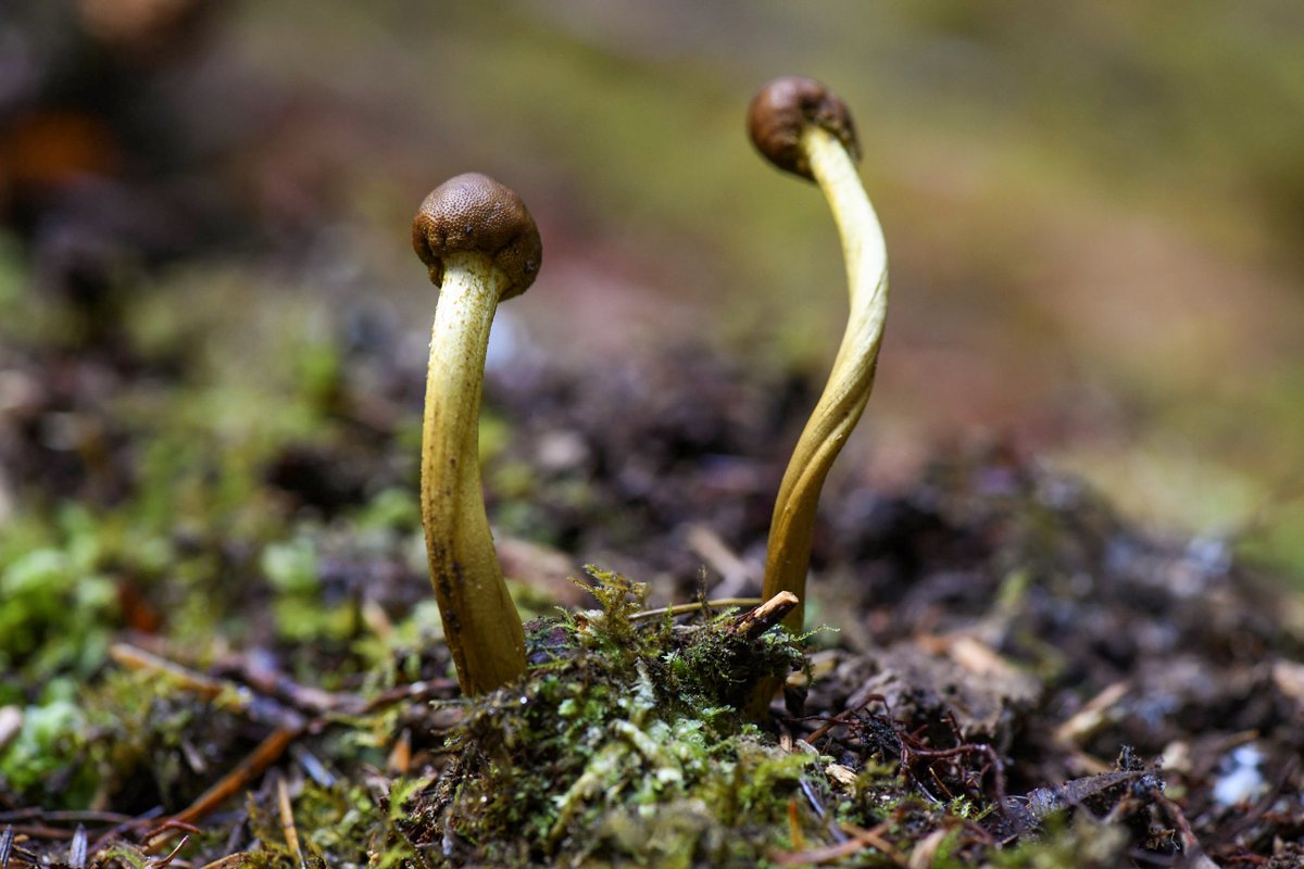 Chloe_VanLoon's tweet photo. Are you a member of the Drumstick Truffleclub Club? 
Read all about this funky fun fungus: https://t.co/rsqe2BikHE https://t.co/z9oLx2yCzT