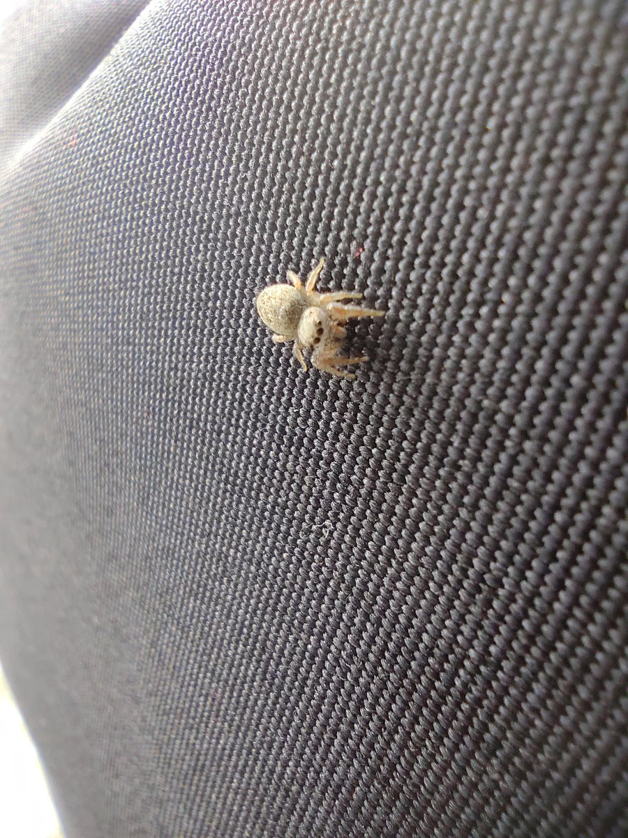 Jeshako's tweet photo. Araña bebéééé!!!!

🕷️💖 https://t.co/qOrlLrJlcG