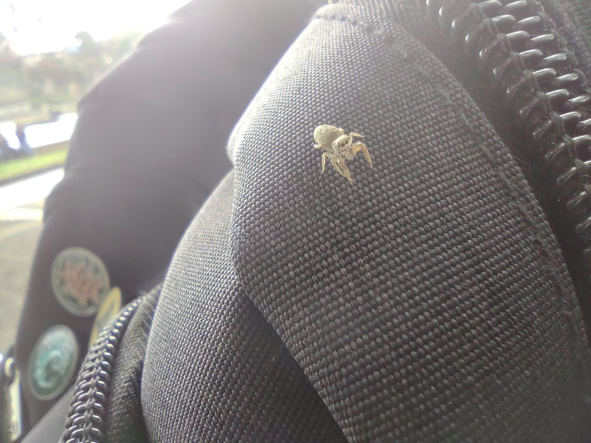 Jeshako's tweet photo. Araña bebéééé!!!!

🕷️💖 https://t.co/qOrlLrJlcG