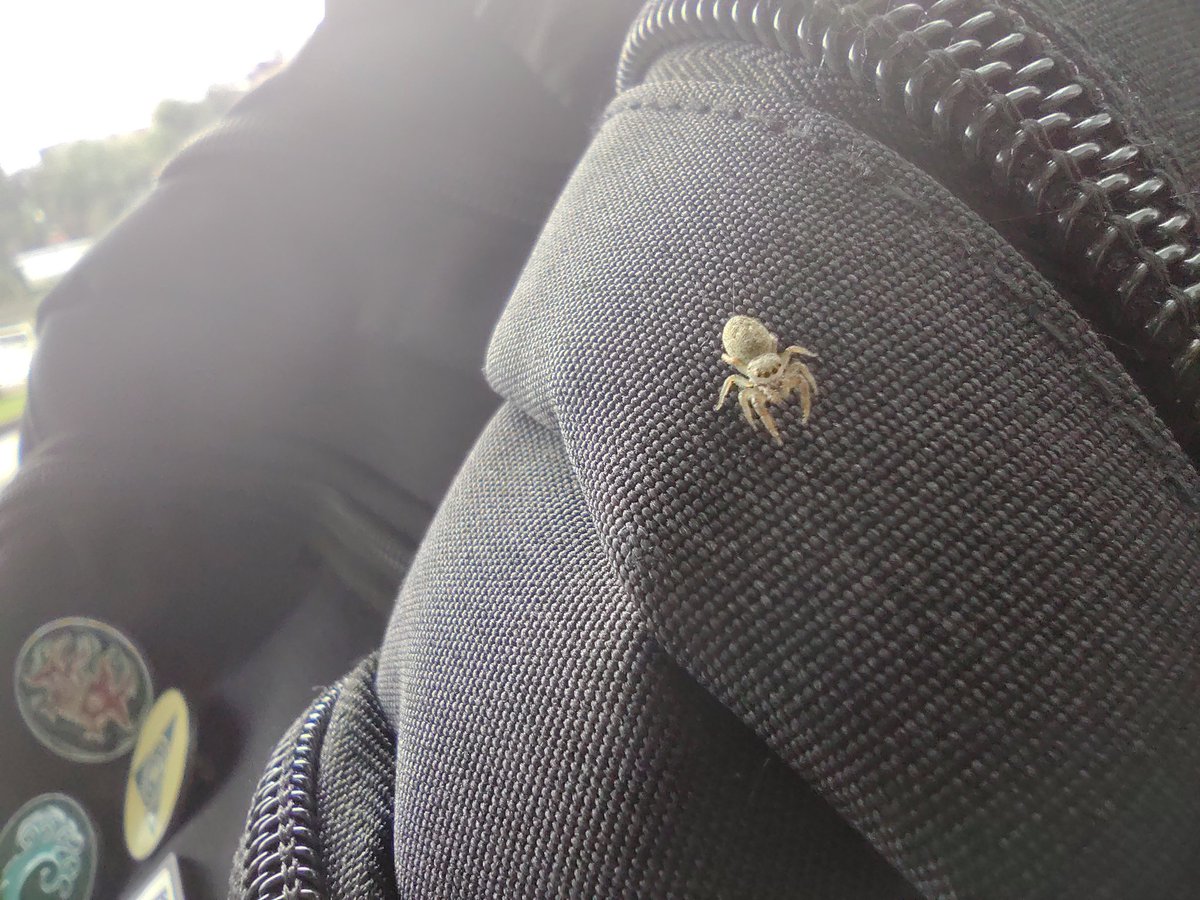 Jeshako's tweet photo. Araña bebéééé!!!!

🕷️💖 https://t.co/qOrlLrJlcG