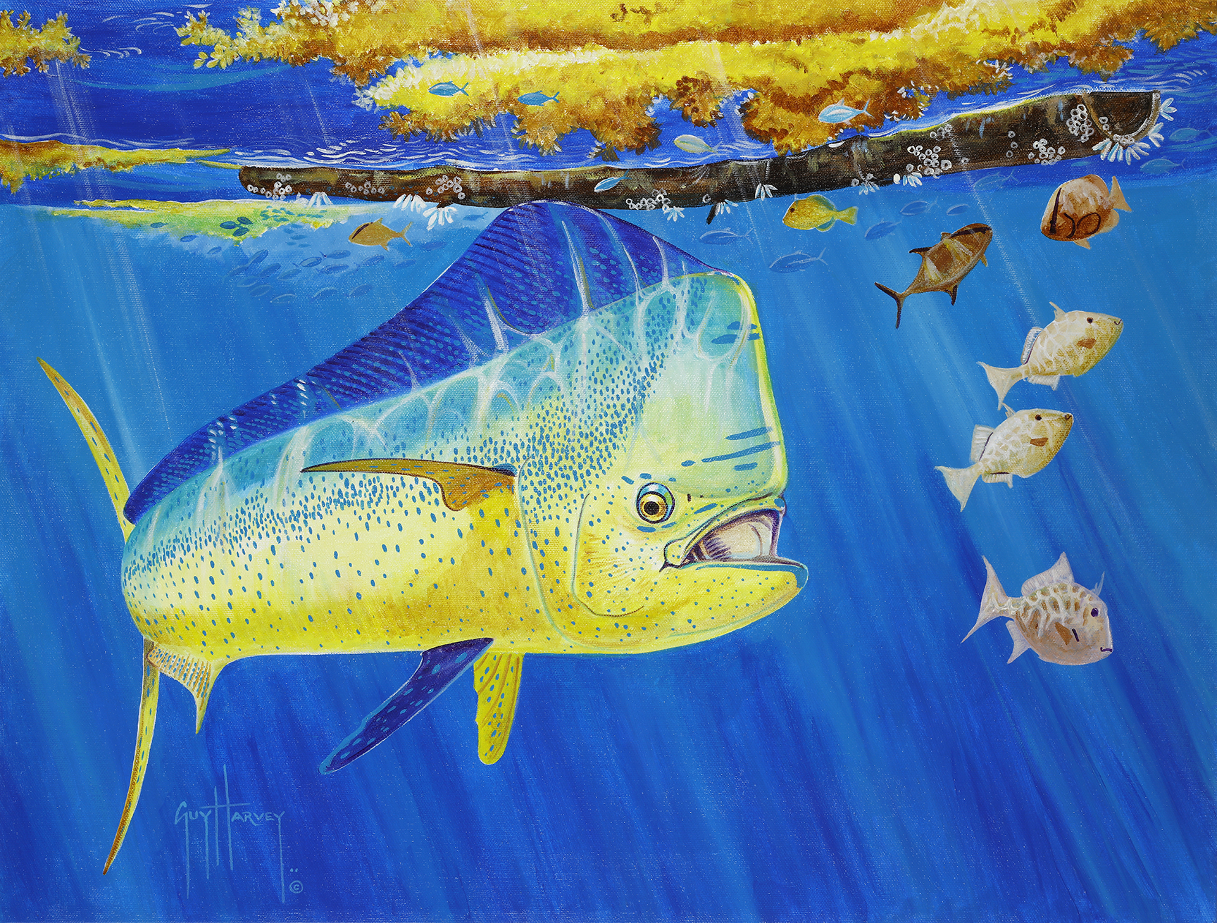 Guy Harvey Foundation on X: "Happy #MahiMonday! 🎨: @DrGuyHarvey  https://t.co/cNUSDeBI0v" / X