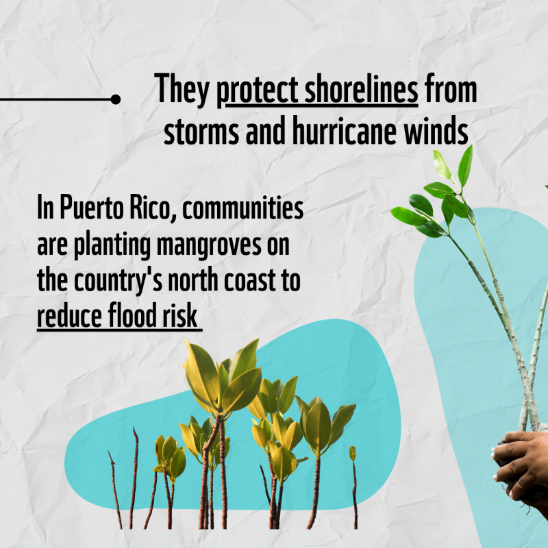 WWF's tweet photo. #DYK that mangroves are nature’s superheroes?! 🦸

They’re one of the world’s most threatened but valuable habitats. 

We need to restore and conserve our precious mangrove forests. 💚RT #ForALivingPlanet! #LivingPlanet #LPR2022
