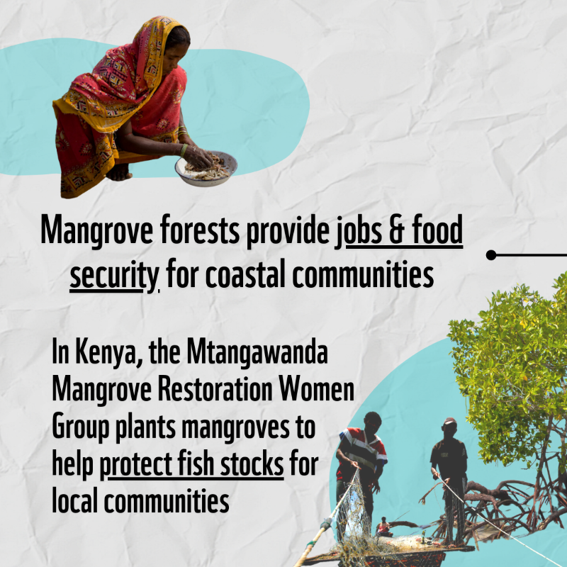 WWF's tweet photo. #DYK that mangroves are nature’s superheroes?! 🦸

They’re one of the world’s most threatened but valuable habitats. 

We need to restore and conserve our precious mangrove forests. 💚RT #ForALivingPlanet! #LivingPlanet #LPR2022