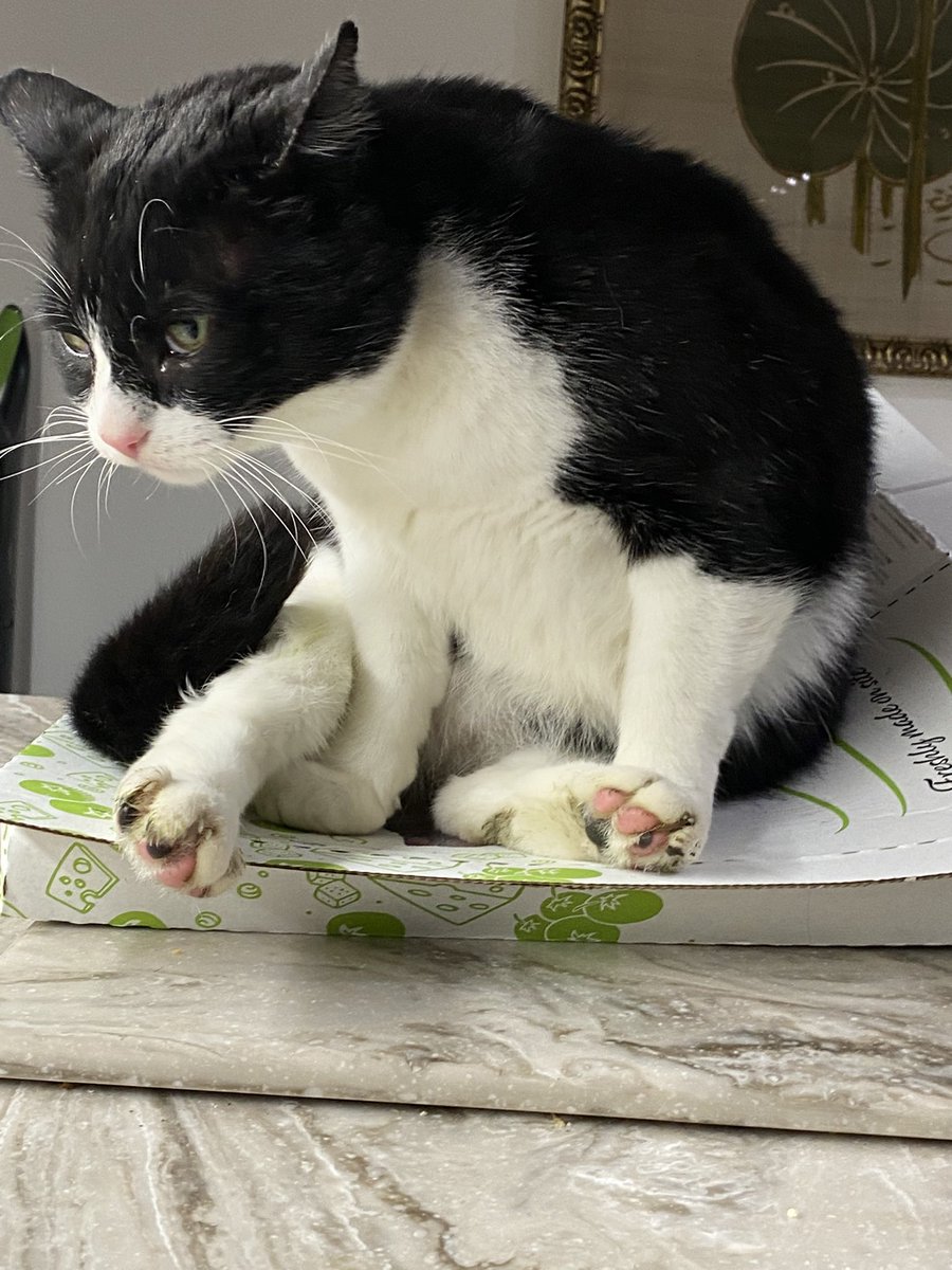 SpanielsSuper's tweet photo. @h_hunterhaynes Absolutely correct π
The fact I have completely squashed the pizza box Iβm sitting on is irrelevant! π³π€£ #NoPizzasWereHarmedInThesePhotos β¦ but? Not because I had eaten them π #NotAFatCat #ImReallyNotAFatCat #ReallyImNot #NotProtestingTooMuchEither #WinterCoat https://t.co/lpkZJUNod7