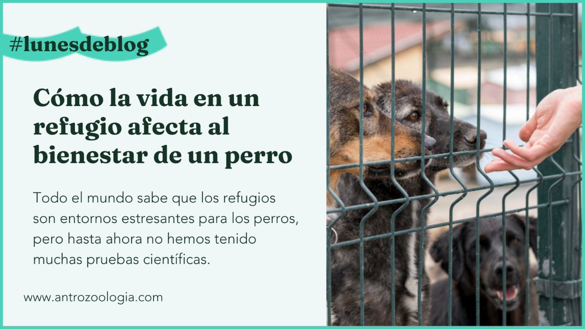 Si quieres saber los últimos avances en estudios relacionados con este tema. Hoy te lo cuento en 
antrozoologia.com/como-la-vida-e…