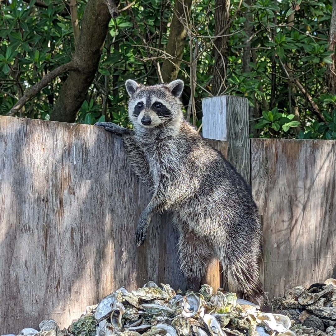 FLOceanographic's tweet photo. Everyone, meet Maybelle! The #oyster shells used in our FLOOR Program have inadvertently become a spot for some curious local wildlife to seek extra snacks.
#IndianRiverLagoon #WaterQuality #OysterRestoration #FilterFeeding #LocalWildlife #ShuckandShare https://t.co/gsvZPcr599