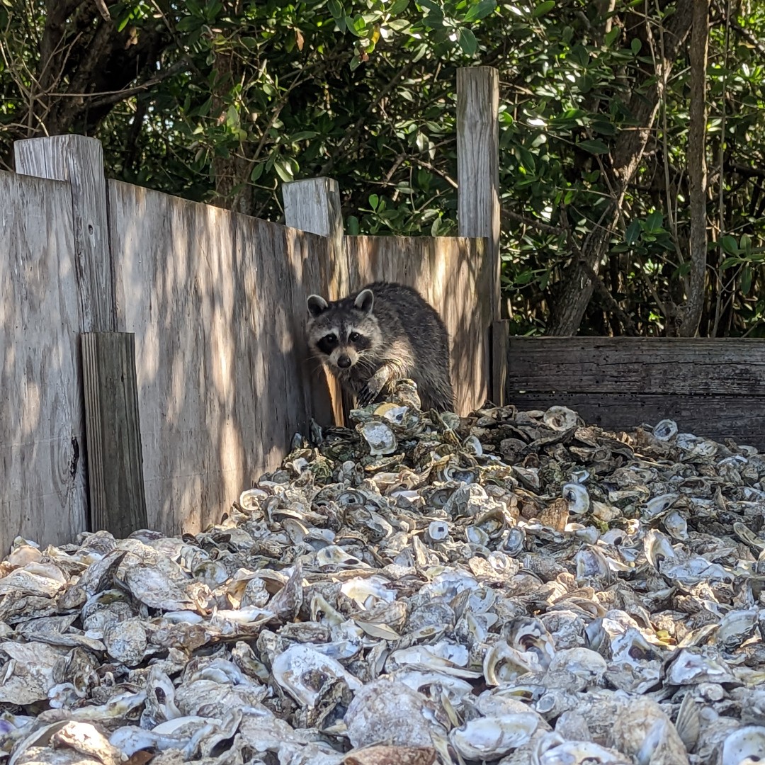 FLOceanographic's tweet photo. Everyone, meet Maybelle! The #oyster shells used in our FLOOR Program have inadvertently become a spot for some curious local wildlife to seek extra snacks.
#IndianRiverLagoon #WaterQuality #OysterRestoration #FilterFeeding #LocalWildlife #ShuckandShare https://t.co/gsvZPcr599