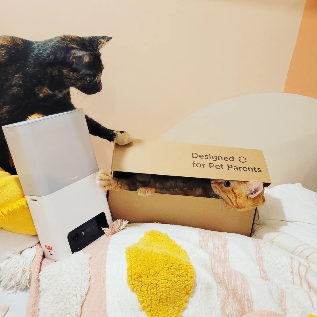 ☄️Last chance to get Petcube Bites 2 Lite with a treat dispenser just for $88☄️ *your cat will LOVE the box and treats petcu.be/specials