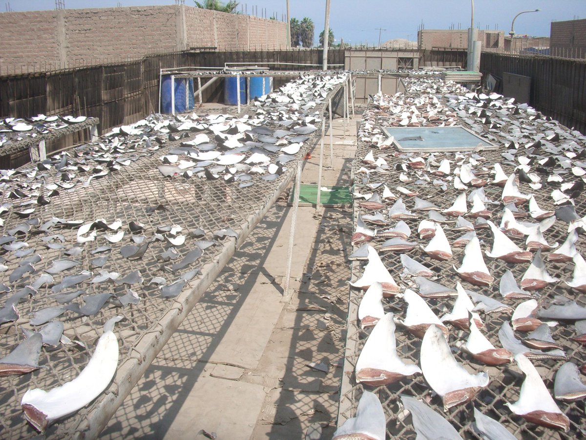 Derogar la Ley 31622 representaría un retroceso en la lucha contra el #TráficoIlegal de especies y la #PescaIlegal. Señores del <a href="/congresoperu/">Congreso del Perú 🇵🇪</a>, las Fiscalías Ambientales Especializadas en Materia Ambiental han aclarado que esta no afecta a la #PescaArtesanal. #NoMásTráficoIlegal