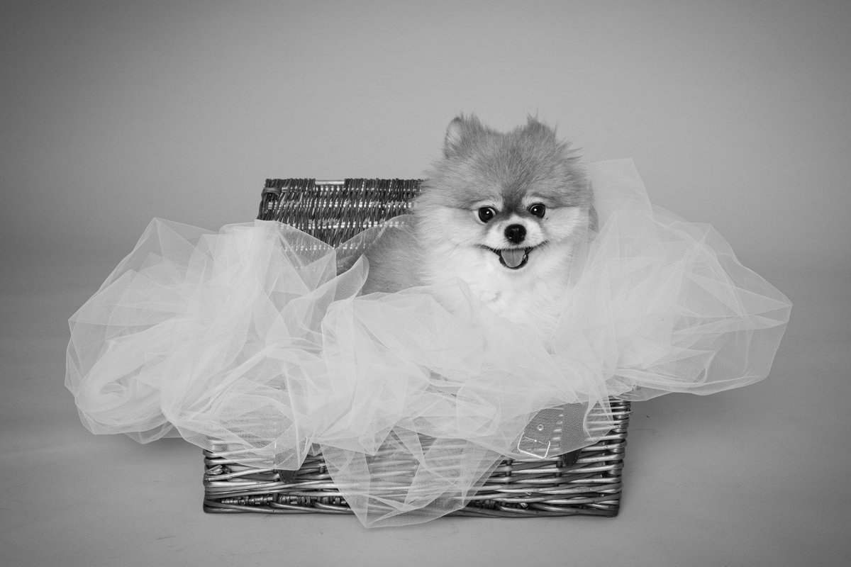 fionacue1's tweet photo. Cookie The Tea Cup Pom #pomeranian #pommy #pom #teacuppom #gingerpom #cutenose #basket #puppy #puppyinabasket #dogsoftwitter #pompup #pomportrait https://t.co/I6e4AbO2gn