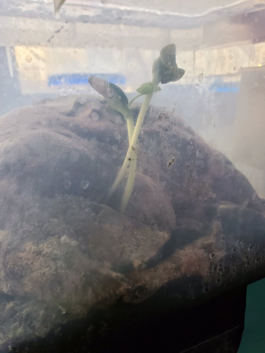 KowalskiKids's tweet photo. Our old decomposing Jack-o-latern has sprouted!
@VV_Voyagers
#pumpkinlifecycle
#handson
#rightbeforeoureyes
#gosproutgo https://t.co/lE9e0sOTdA