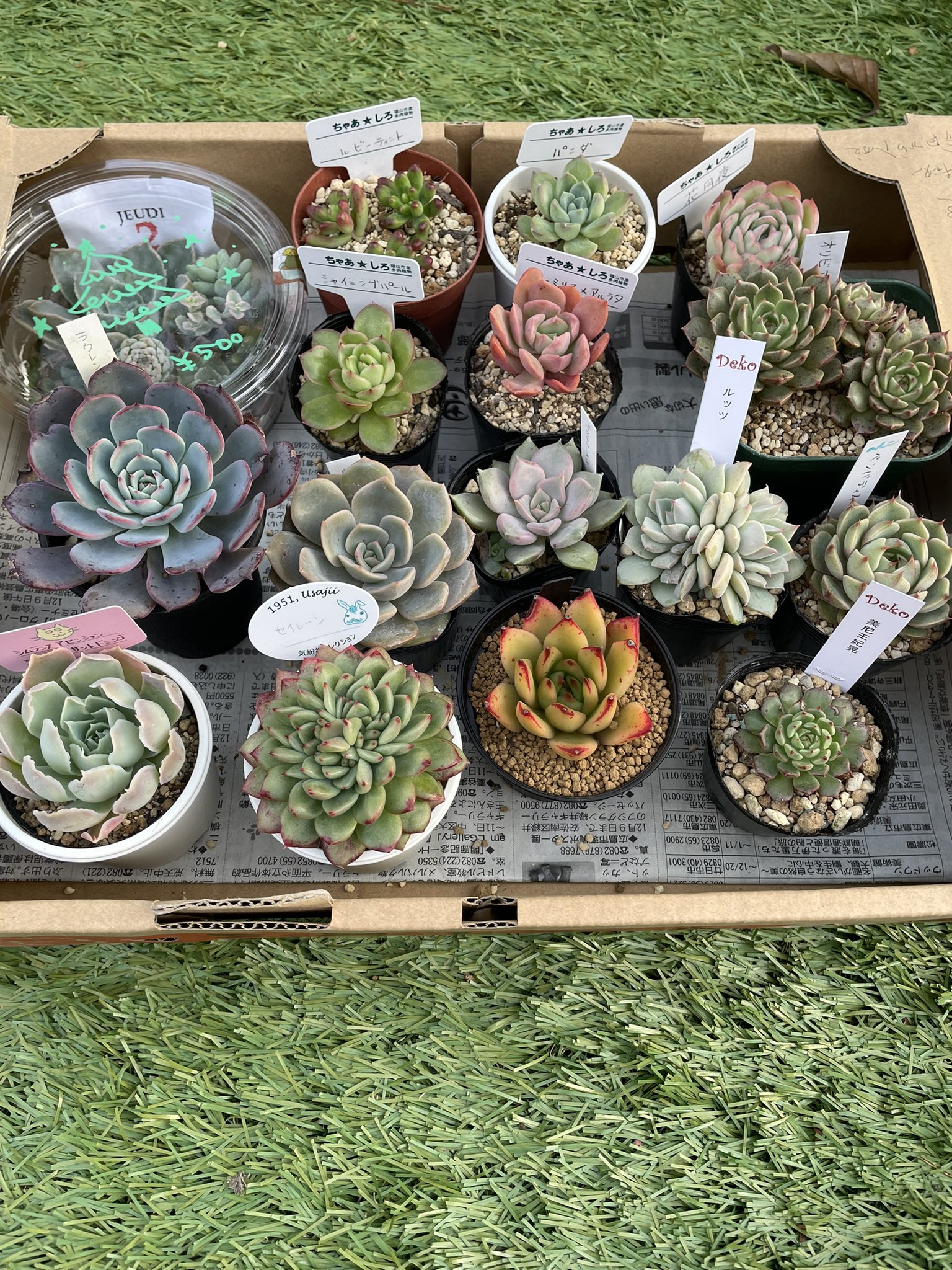 ちョこピ 多肉 植物 Bqosqsycf3cnd0b Twitter