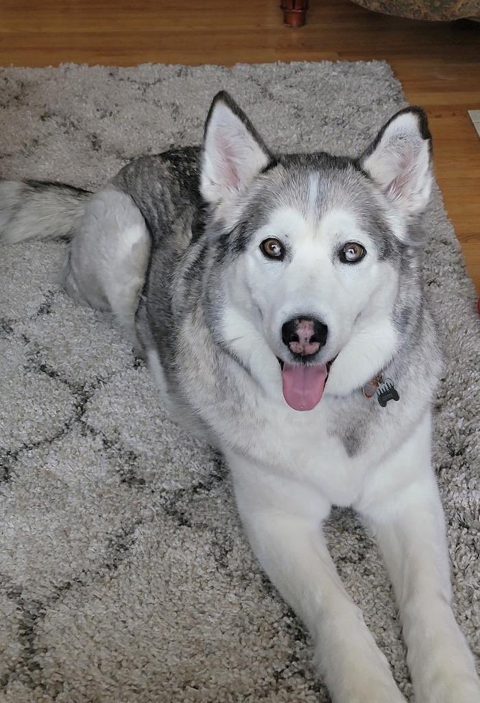 FatSleepyPanda tweet media