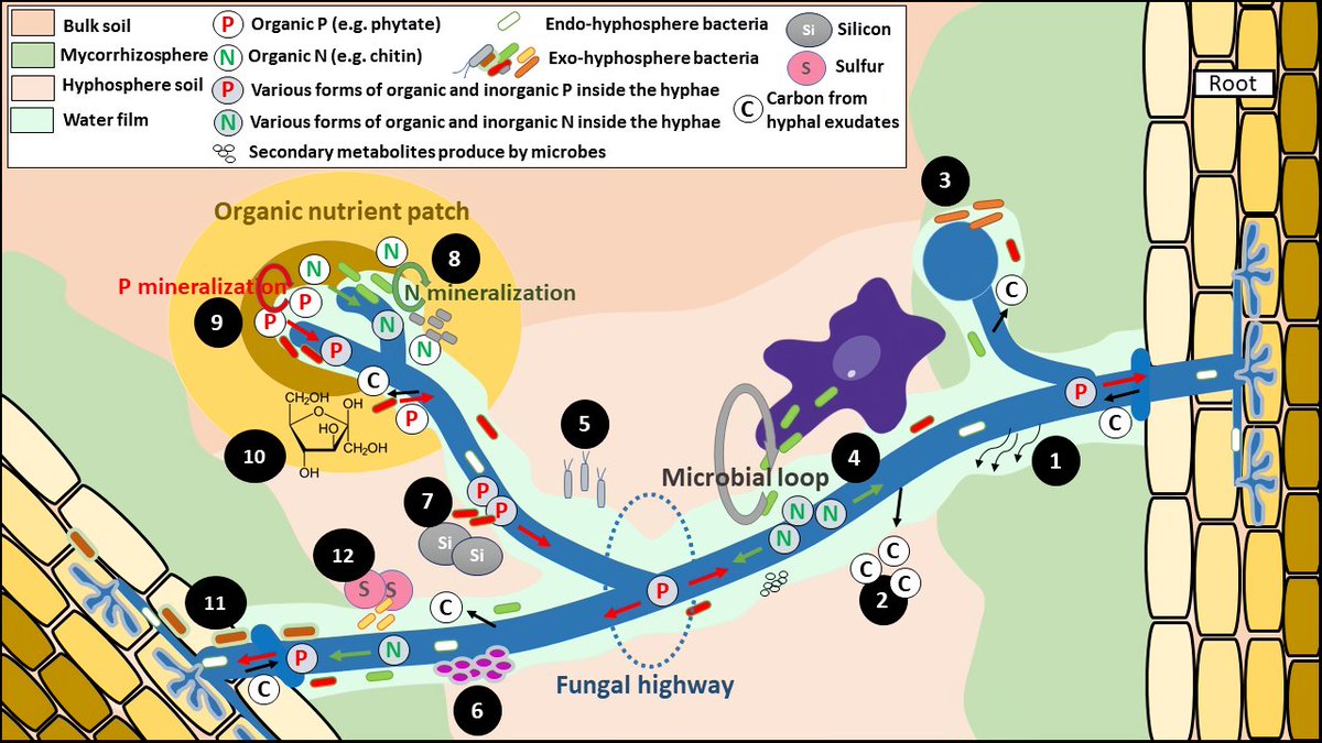 The extraradical hyphae-associated microbiome of #arbuscular #mycorrhizal #fungi harbors a diverse reservoir of microbes with different functions! An amazing world to discover! check out our new review on "#AMF #hyphosphere #microbiome"
DOI: 10.1007/s00374-022-01683-4