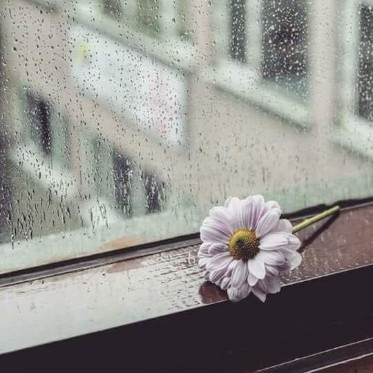 "

✍️

لا تسمح لأحد أن يعاملك بمشاعر مؤقتة يأتيك حين يشتاق ثم يرحل ....

.
🕊🤍❤️