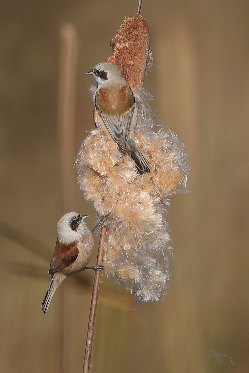 WildstartsUK's tweet image. A flock of Penduline Tits is hanging out at West Rise Marsh in Eastbourne! We watched four of these bandit-masked beauties quietly feeding on the reedmace this morning
