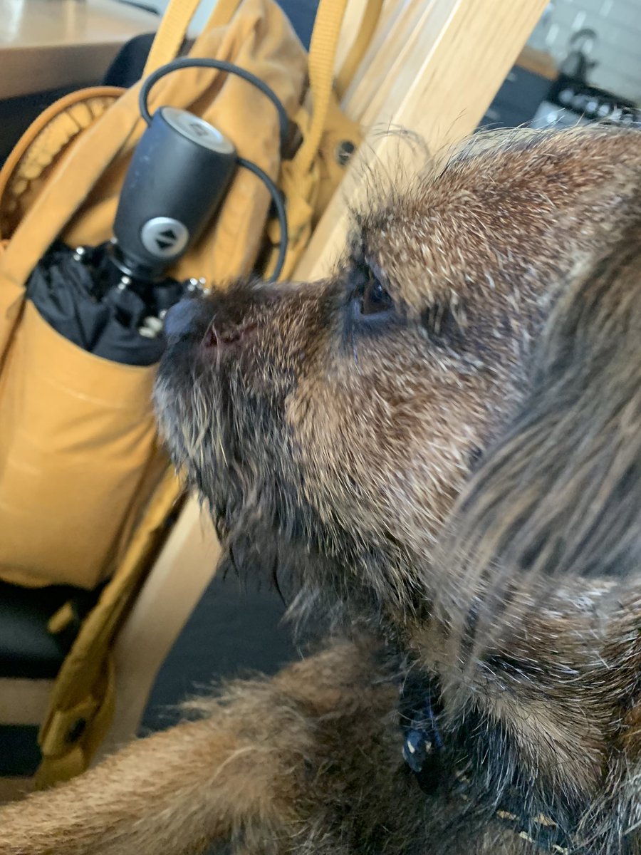 BodhiSattvas21's tweet photo. Mamma took me on my usual walk this morning &amp; a dog went for me and bit my face. Got a nasty cut on the side of my nose/face &amp; a small wound on my nose/lip. Mamma took me to ze vets who gave me medicine. #BTposse #DogsofTwittter #poorlyboy #borderterrier https://t.co/BEKvW2RtBZ
