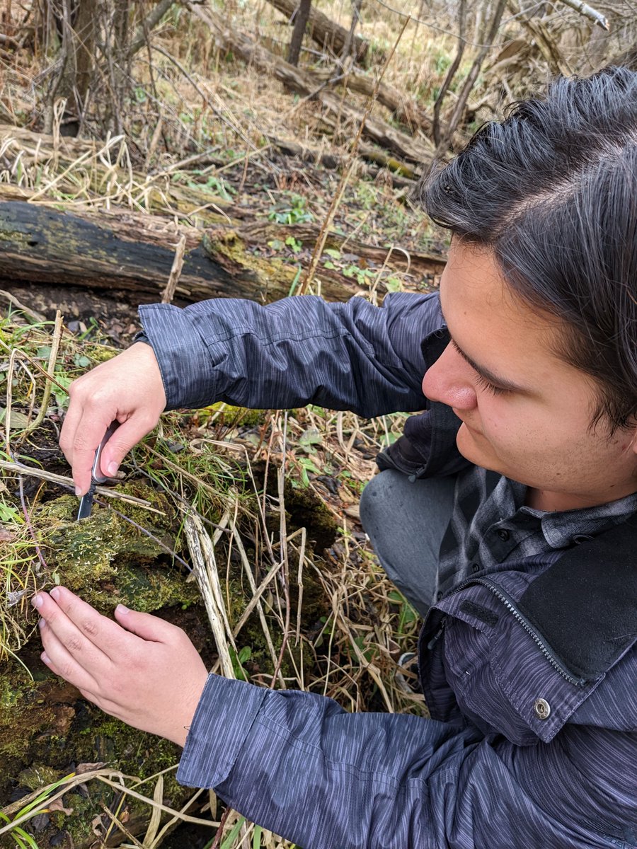 MSU_Herbarium's tweet photo. A neat find by our undergrad Jordan--#Multiclavula mucida, a #basidiolichen. We only had three specimens of Multiclavula: Just a single record from Michigan! This is the second time Jordan has doubled our Michigan material for a species--his other one is #Coincya monensis! https://t.co/3uLTTlpQ15