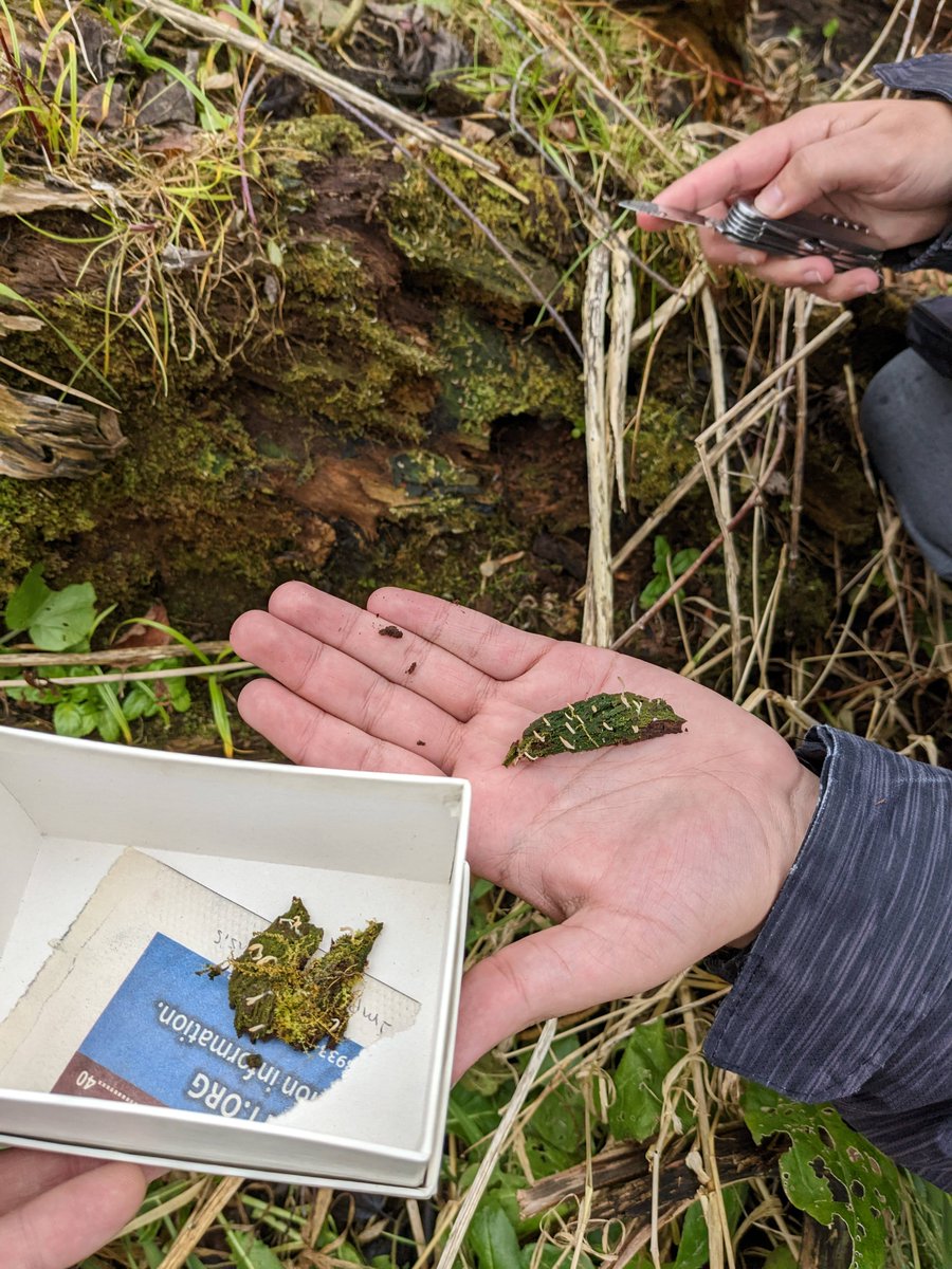 MSU_Herbarium's tweet photo. A neat find by our undergrad Jordan--#Multiclavula mucida, a #basidiolichen. We only had three specimens of Multiclavula: Just a single record from Michigan! This is the second time Jordan has doubled our Michigan material for a species--his other one is #Coincya monensis! https://t.co/3uLTTlpQ15