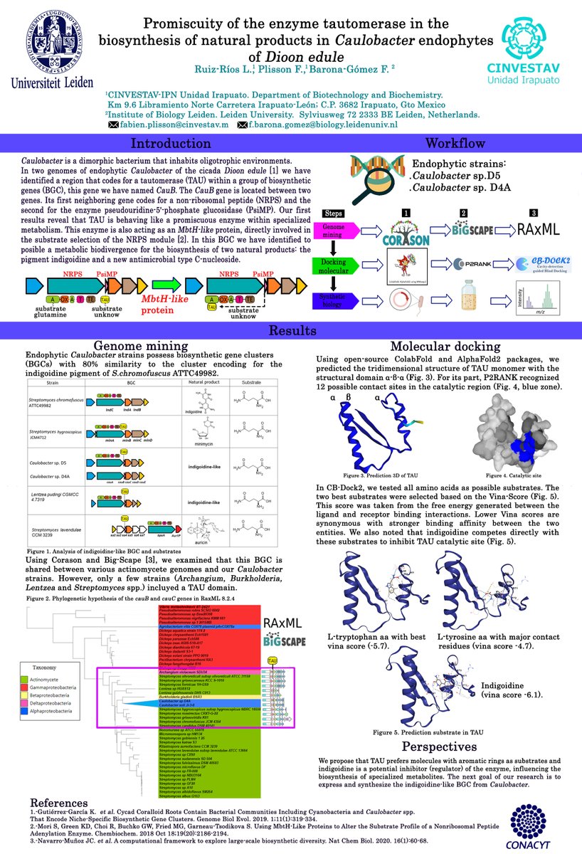 Hi <a href="/LatinXChem/">LatinXChem</a>, this is my work "Promiscuity in the enzyme tautomerase for the synthesis of natural products in Caulobacter endophytes of Dioon edule" I´m interested in the search for new microbial natural products
#LatinXChem22 #LXChemBio