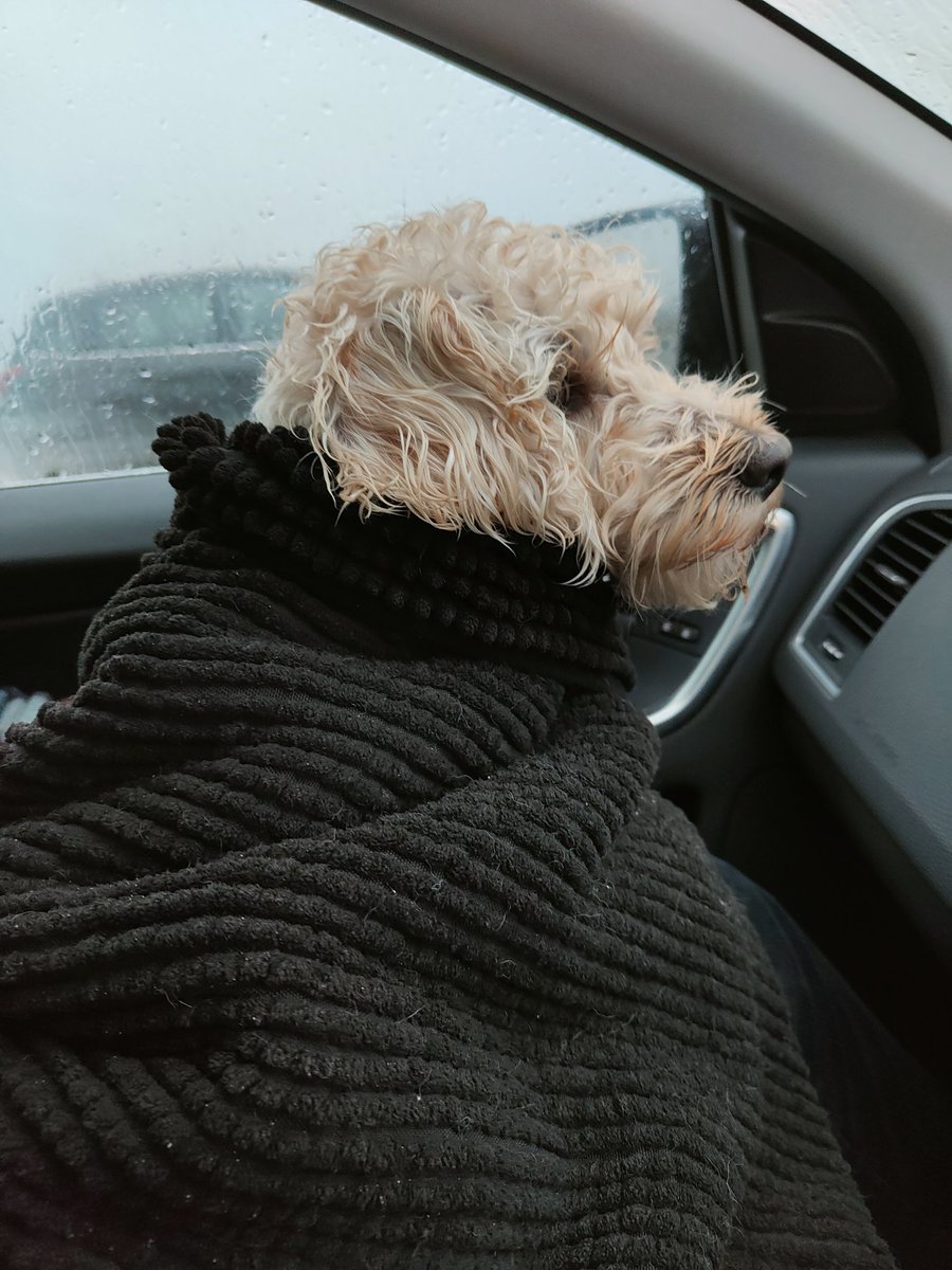 Doogle49810249's tweet photo. Evening Friends... Sorry it's been a while, we been really busy!
Dad been working many days, and bought a new car for our adventures. It has heated seats which is amazing in this cold weather to toast my tush 🔥and a bigger boot for more treats! https://t.co/5cayugK23N