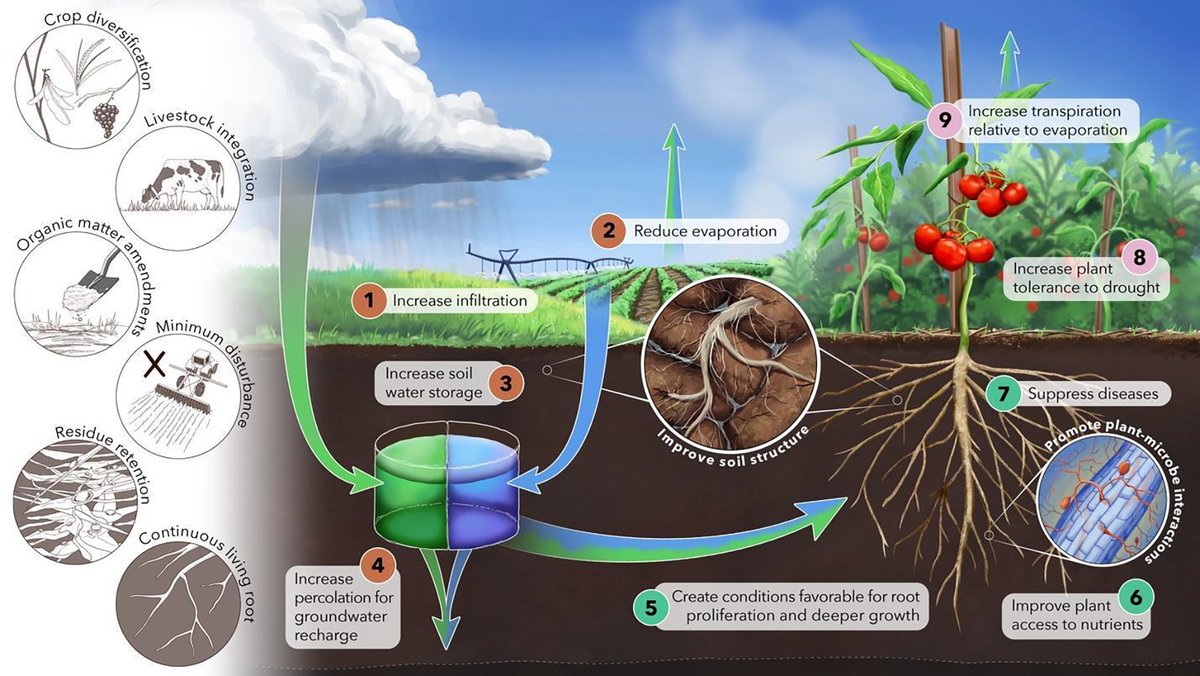 In this review, we show how soil health affects soil water flows, plant–soil–microbe interactions, and plant water capture and use. We assess how these effects could interact with irrigation management to help make green and blue water more sustainable. Art by <a href="/E_lab_arts/">Elena Hartley</a> (3/12)