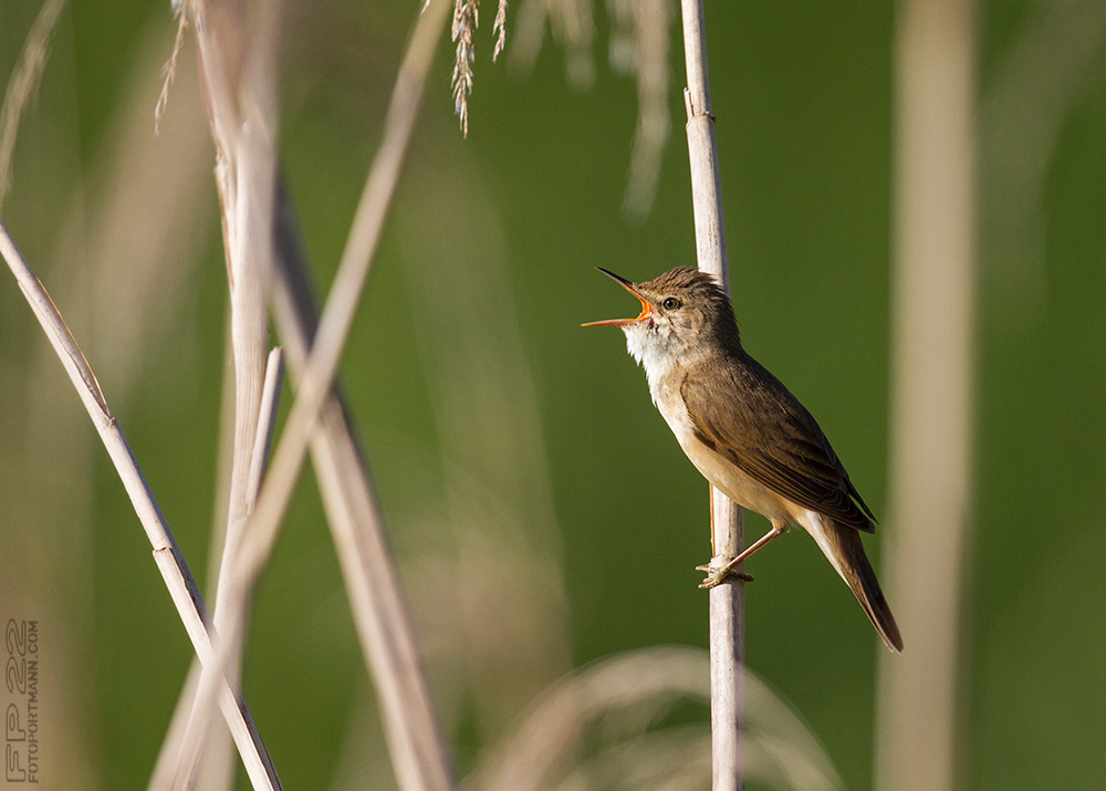 fotoportmann's tweet photo. La Rousserolle verderolle est l'oiseau "BirdLife Suisse" de l'année 2023.
The Marsh Warbler (Acrocephalus palustris) is "BirdLife Switzerland" bird of the year 2023.
https://t.co/aixjqBlifs https://t.co/urzFat5qlB